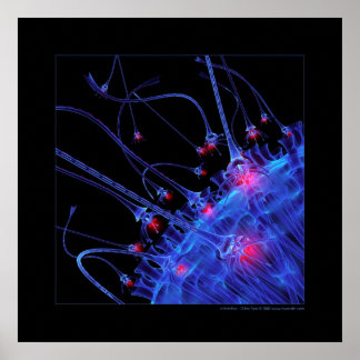 Affiche Biologie : attraction