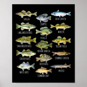 Affiche Biologie des espèces de poissons Types de poissons