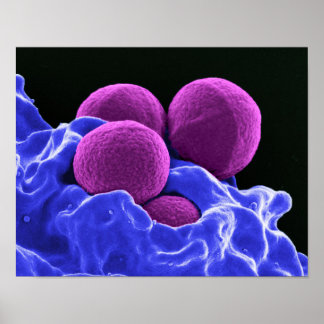 Affiche biology microbiology abstract art bacteria