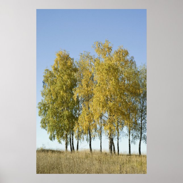 Affiche Birch (Devant)