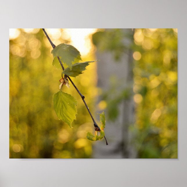 Affiche Birch (Devant)
