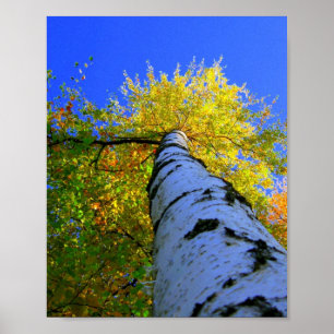 Affiche Birch on sunny summer day
