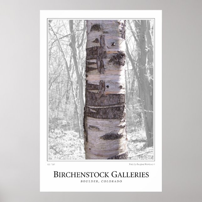 Affiche Birch Tree (Devant)