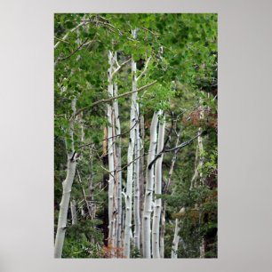 Affiche Birch Trees Mount Charleston Nevada