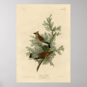 Affiche Bird, Amérique, Cedar Bird, Audubon, Vintage