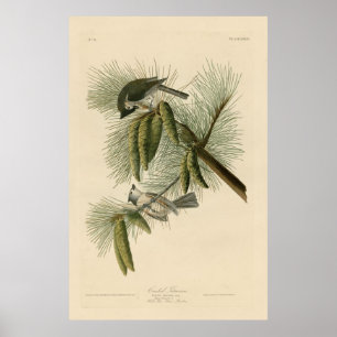 Affiche Bird, Amérique, Crested Titmouse, Audubon, Vintag