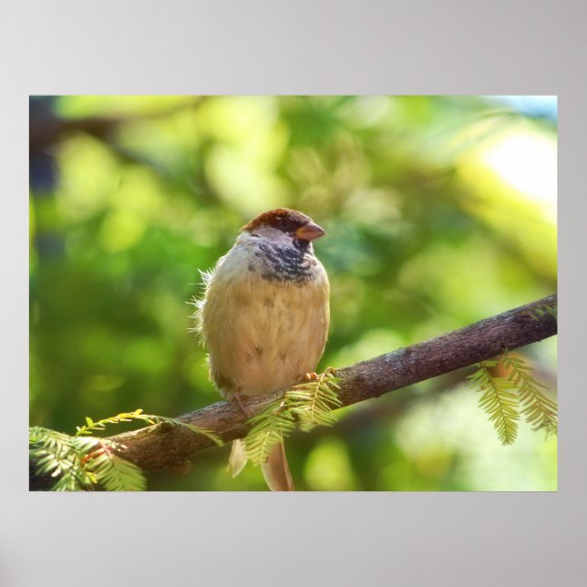 Affiche Bird in Jade (Devant)
