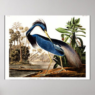 Affiche Bird - Louisiana Heron par John James Audubon