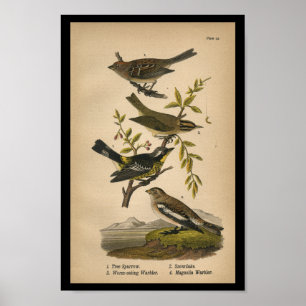Affiche Bird Print Tree Sparrow Warbler Vintage
