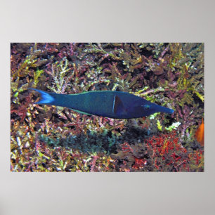 Affiche Birdhead Wrasse