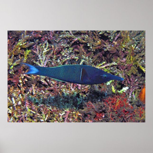 Affiche Birdhead Wrasse (Devant)