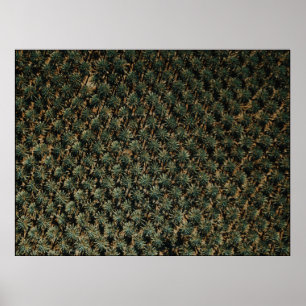 Affiche Bird's eye view photography of palm trees