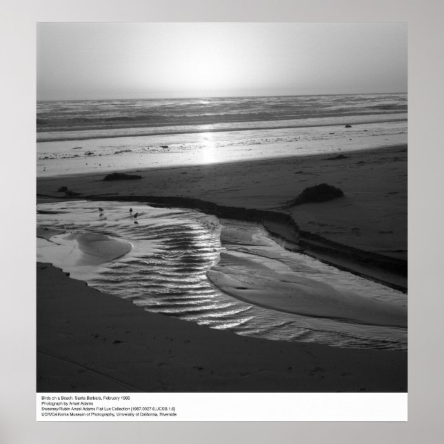 Affiche Birds on a Beach, Père Noël Barbara, 1966 (Devant)