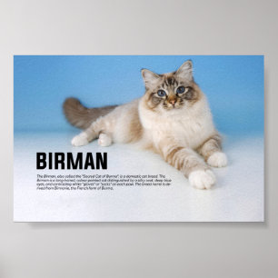Affiche Birman Cat Breed - Sacred Cat de Birmanie
