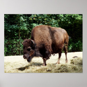 Affiche Bison