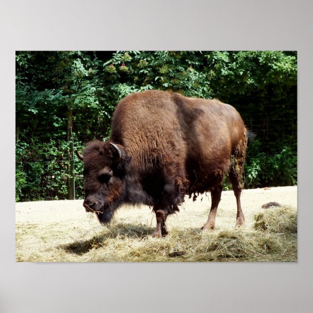 Affiche Bison (Devant)