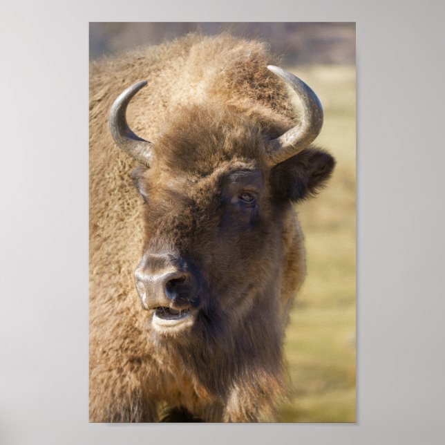 Affiche Bison (Devant)