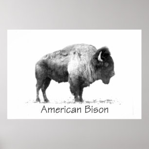 Affiche Bison américain