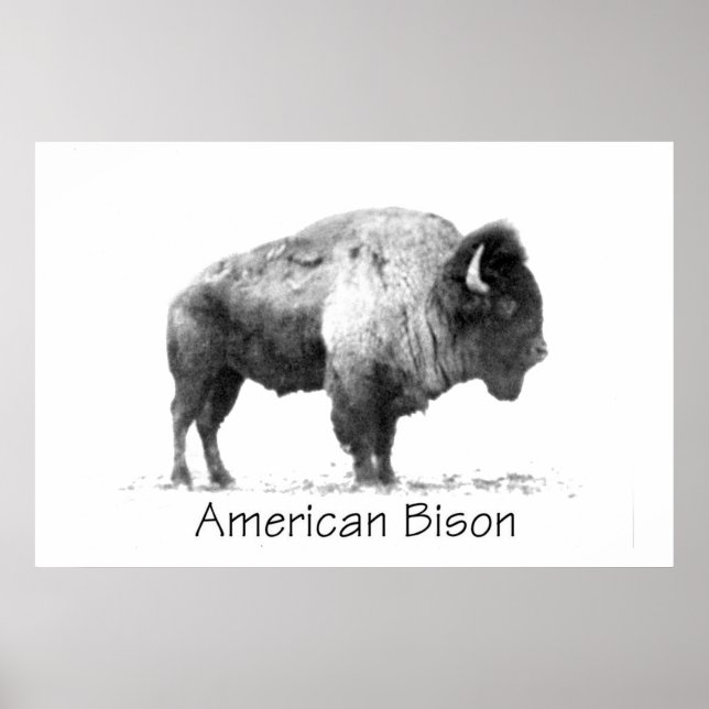 Affiche Bison américain (Devant)