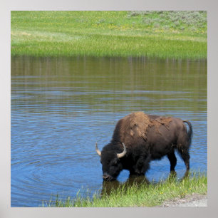 Affiche Bison américain de Yellowstone dans l'étang