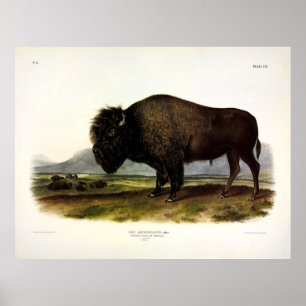 Affiche Bison américain, ou bison (bison) - Audubon