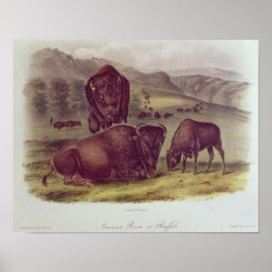 Affiche Bison américain ou buffle