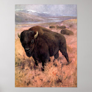 Affiche Bison américain par CE Swan, Buffalo Animaux Vinta