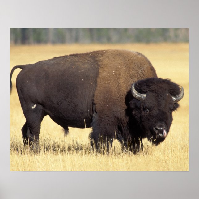 Affiche bison, Bison bison, bull in Yellowstone National (Devant)