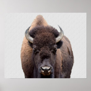 Affiche Bison Buffalo Photo 135