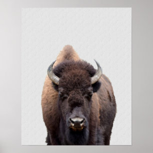 Affiche Bison Buffalo Photo 135