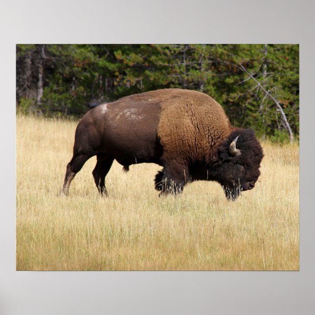 Affiche Bison Bull dans le parc national de Yellowstone (Devant)