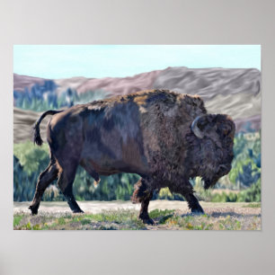 Affiche Bison d'Amérique