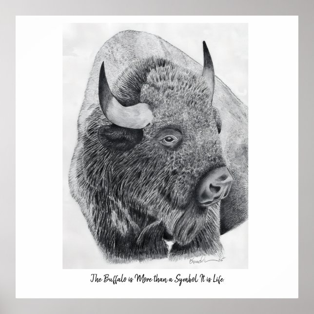 Affiche Bison d'Amérique (Devant)