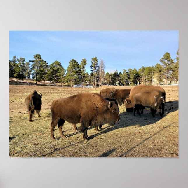 Affiche Bison dans le Colorado (Devant)