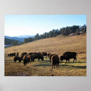 Affiche Bison dans le Colorado