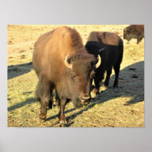 Affiche Bison dans le Colorado