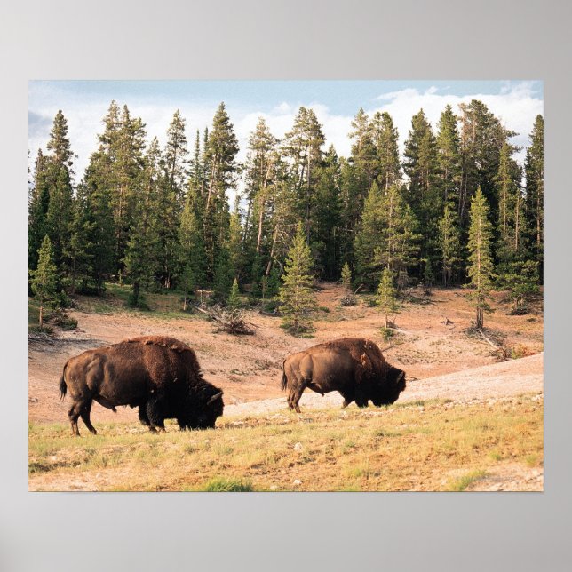 Affiche Bison dans le parc national de Yellowstone, Wyomin (Devant)