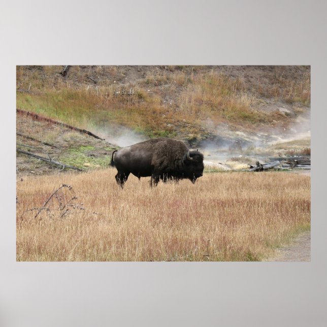 Affiche Bison de source chaude (Devant)