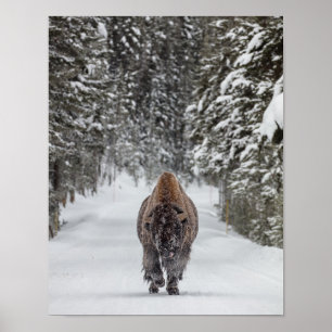 Affiche Bison de taureau couvert de neige dans une forêt e