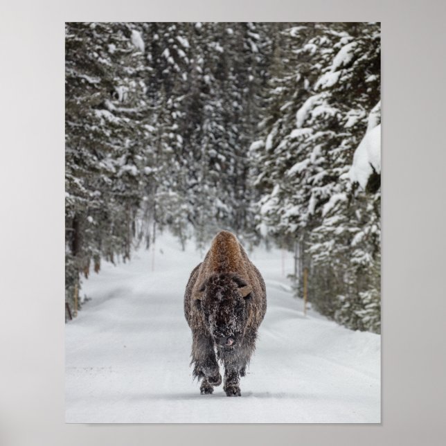Affiche Bison de taureau couvert de neige dans une forêt e (Devant)