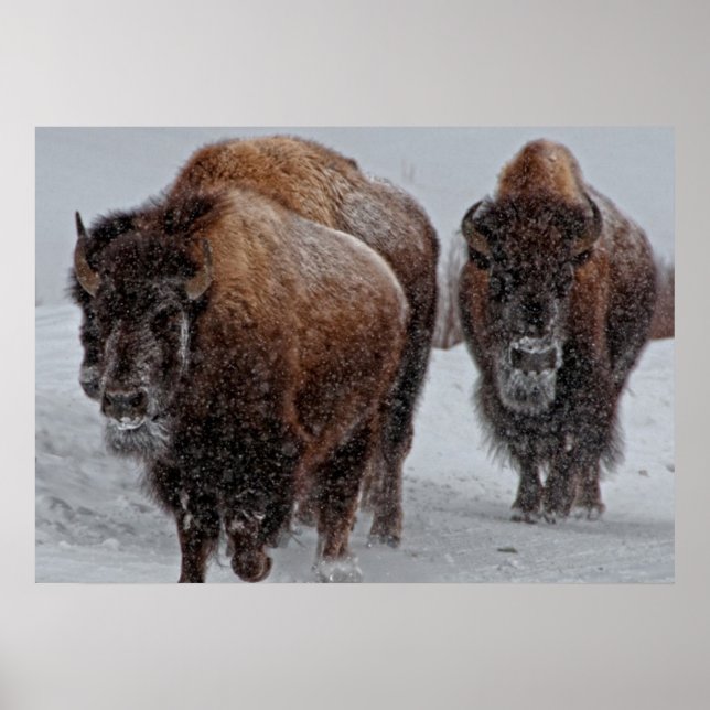 Affiche Bison de Yellowstone (Devant)