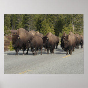 Affiche Bison de Yellowstone