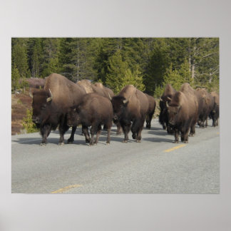 Affiche Bison de Yellowstone