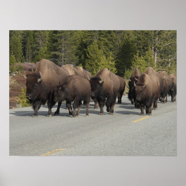 Affiche Bison de Yellowstone (Devant)
