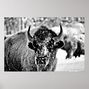 Affiche Bison de Yellowstone gelé