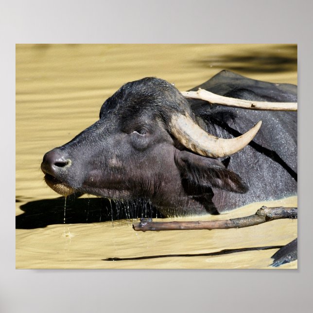 Affiche Bison d'eau (Bubalus bubalis) nageant dans l'étang (Devant)