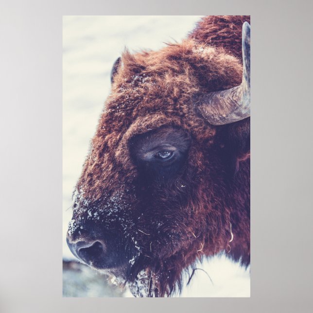 AFFICHE BISON EN HIVER (Devant)