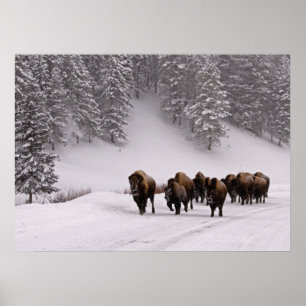 Affiche Bison en hiver
