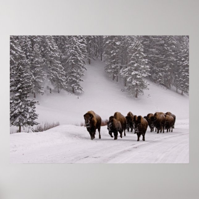 Affiche Bison en hiver (Devant)