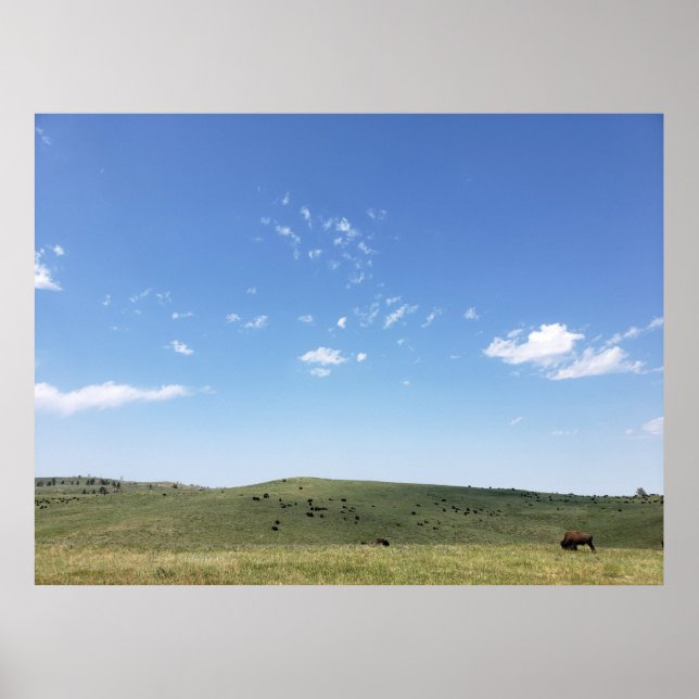 Affiche Bison Herd, Parc d'état de Custer, Dakota du Sud (Devant)